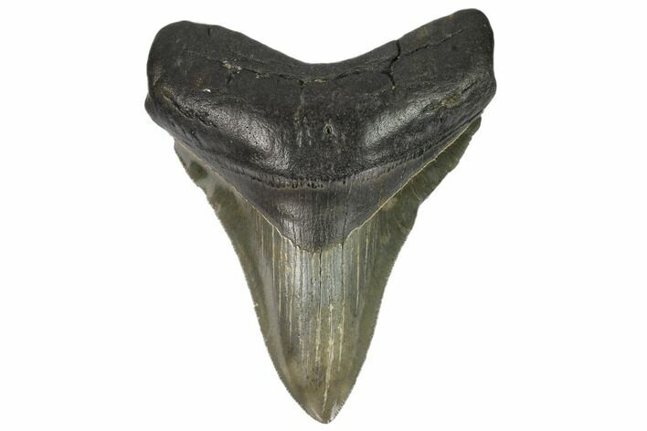 Serrated, Fossil Megalodon Tooth - South Carolina #124551
